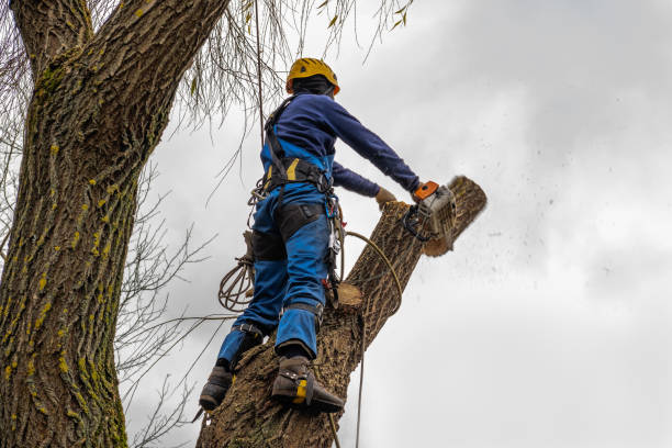 Tree Removal for Businesses